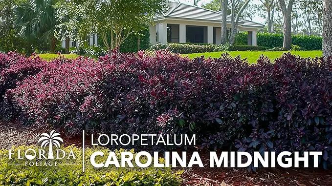 Loropetalum Carolina Midnight | 40 Live Plants | Loropetalum Chinense | Purple Foliage Shrub | Ornamental Landscape Bush | Fast Growing Plants by GreenHaven Gardens