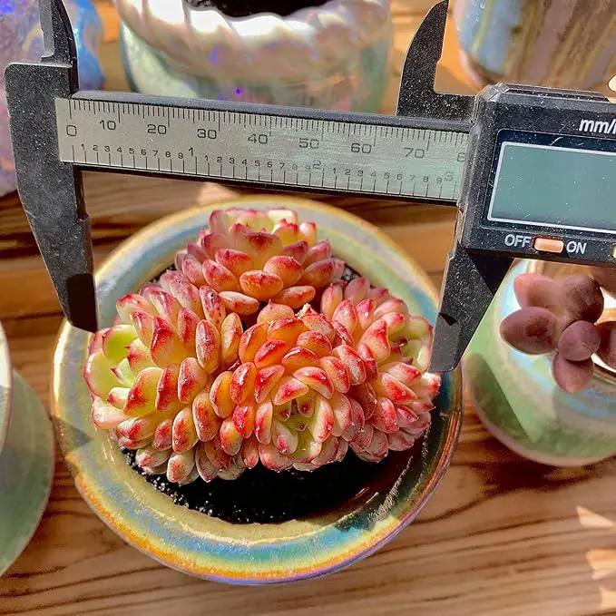 FWPP Suculentas Plant Live Echeveria Hani,Real Succulents Plants Live Red 3 inches Mini Succulents,Bare Root Without Pot Soil,Rare Succulent Plants Live Office Decoration Wedding and Gift by GreenHaven Gardens