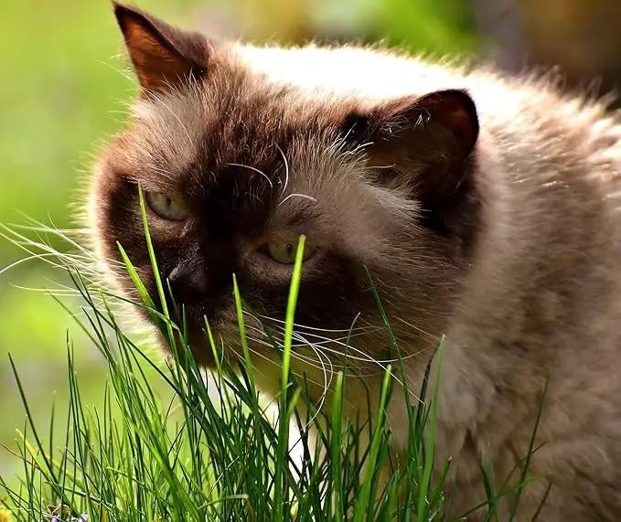 Simple Cat Grass Blend | 100% US Organic + 4 Popular Seeds | Wheat, Barley, Oats, Rye Mix Combo | Show Your Love with a Healthy Pet Snack Treat (6 Ounce ~4800 Seeds) by GreenHaven Gardens