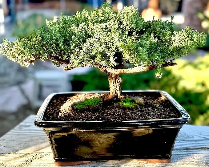 Live Dwarf Juniper Bonsai Tree 15+Years Old | Juniper or Jade Bonsai Tree | Indoor/Outdoor | 100% Handcrafted| Home and Office Décor | Best Gift for Holiday (style4) by GreenHaven Gardens