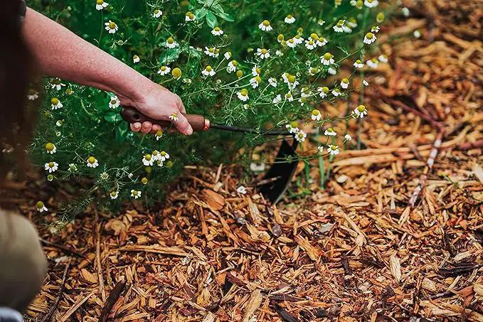 Barebones Square Hand Hoe - Garden Hoe for Weeding with a Long Handle - Japanese Gardening Tool, Sickle Garden Tool (Black/Walnut) by GreenHaven Gardens