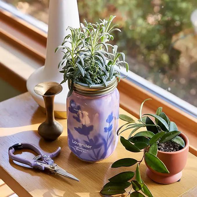 Modern Sprout New & Improved Mason Jar Grow Set, Indoor Herb Garden, Seed Starter Set, Organic Seeds, Hydroponic Growing (Basil + Lavender) by GreenHaven Gardens