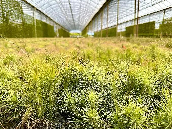 Air Plants - Tillandsia Funckiana, Large 5" - 5ct - Live Arrival Guaranteed - House Plants for Home Decor & Gift by GreenHaven Gardens