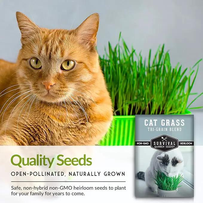 Cat Grass Seed for Planting - Packet with Instructions to Plant & Grow Greens for Your Pet Indoors or Outdoors in a Container or Garden - Non-GMO Heirloom Variety - Survival Garden Seeds by GreenHaven Gardens