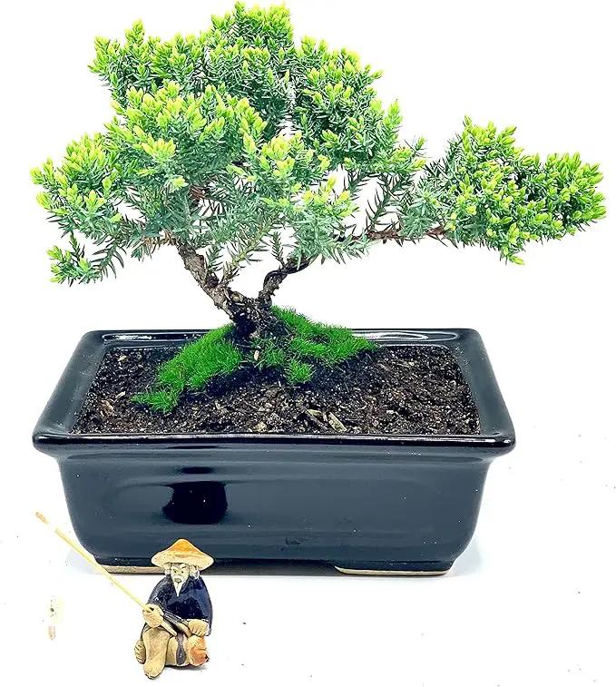 Live Dwarf Juniper Bonsai Tree About 6 Years Old with Cute Ceramic Fisherman | Juniper Bonsai Tree | Indoor/Outdoor | 100% Handcrafted| Home and Office Décor | Best Gift for Holiday by GreenHaven Gardens