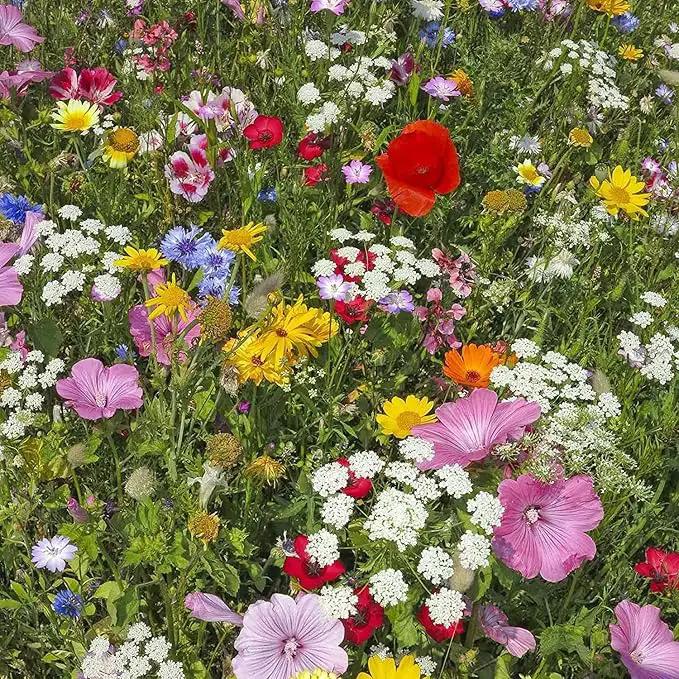 Wildflower Seeds Shaker - Hummingbird and Butterfly Mix - 100,000+ Wild Flower Seeds - in Beautiful Easy to Sow Seed Shaker - Attract Pollinators with These 23 Pure Non-GMO Varieties by GreenHaven Gardens