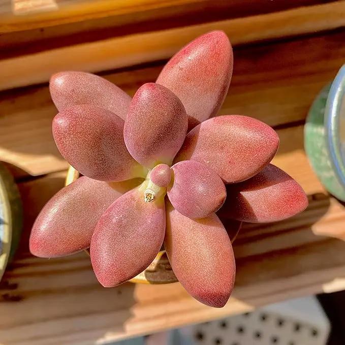 FWPP Live Succulents Plants Pachyveria Sugar Beauty 2 inches,Rare red Succulents Bare Root Without Pot Soil, Live Plants Indoor Office Decoration Wedding and Gift by GreenHaven Gardens
