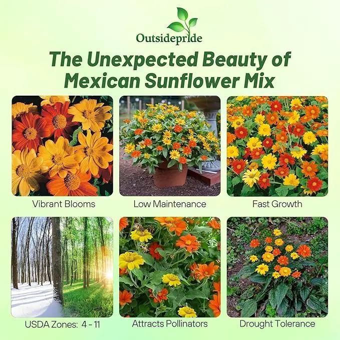 Outsidepride Mexican Sunflower Seeds Mix - 500 Pcs Annual, Easy-to-Grow, Mixed Tithonia Speciosa Flower Seeds w/Drought-Tolerant Blooms for Pollinator Gardens & Vibrant Summer Landscaping by GreenHaven Gardens