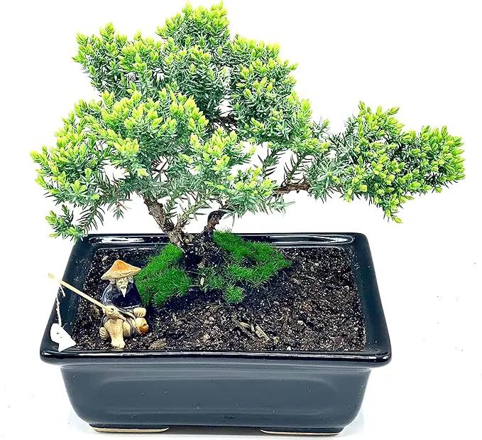 Live Dwarf Juniper Bonsai Tree About 6 Years Old with Cute Ceramic Fisherman | Juniper Bonsai Tree | Indoor/Outdoor | 100% Handcrafted| Home and Office Décor | Best Gift for Holiday by GreenHaven Gardens