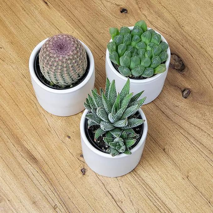 Plants for Pets Live Low Light House Plants in Ceramic Succulent Pots (3 Pack), Gasteria Succulent Plant and Cactus Plants Live with Potting Soil, Haworthia Succulents for Indoor Growing Home Décor by GreenHaven Gardens