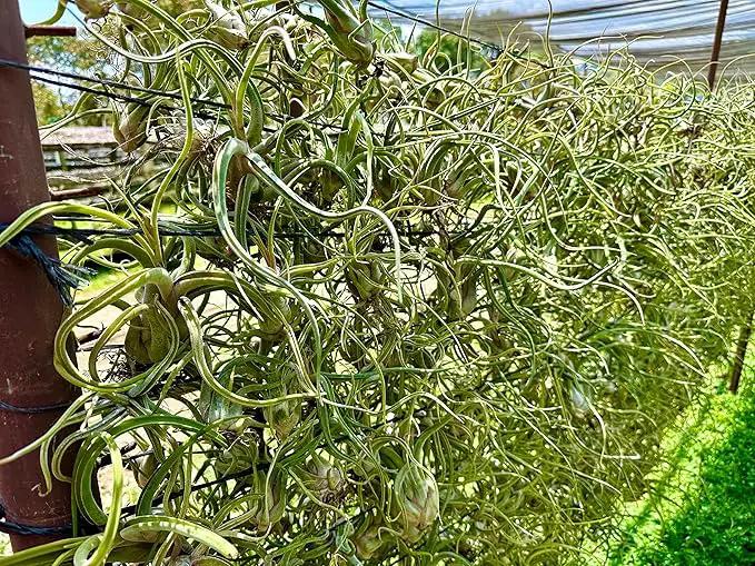 Air Plants - Flowering Tillandsia Caput Medusae, Large 5-7" - 2ct - Live Arrival Guaranteed - House Plants for Home Decor & Gift by GreenHaven Gardens