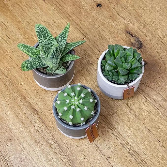 Succulents Plants Live in Plant Pot Set (3 Pack), Succulent Cactus Plants Live Plants, Indoor Plants Live Gardening Gifts for Plant Lovers, Live Succulents Plants Live Houseplants by Plants for Pets by GreenHaven Gardens