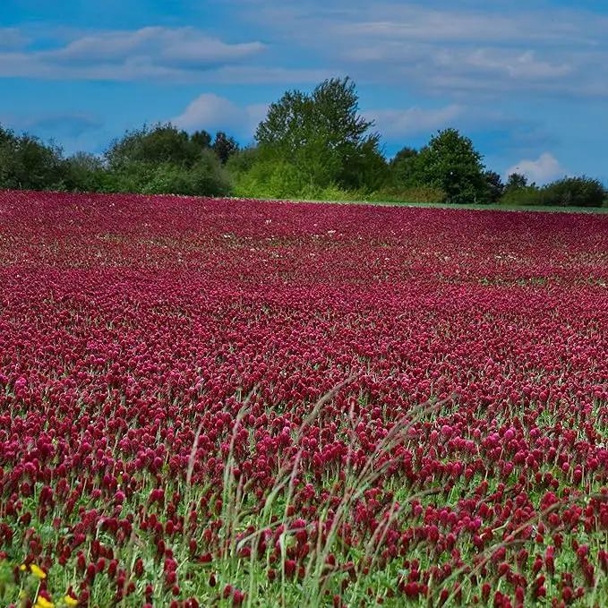 Outsidepride Crimson Clover Seeds - 1/4 lbs. Annual, Nitrocoated, & Inoculated Ground Cover Seeds, Ideal Clover Seed for Lawn, Cover Crop, Pasture, Hay, Green Manure & Wildlife Forage by GreenHaven Gardens