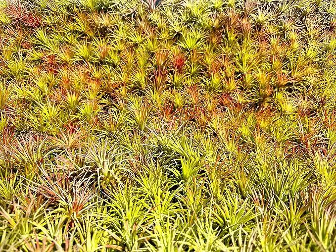 Air Plants Bulk - Tillandsia Ionantha Wholesale Pack, Regular 1-3" - 50ct - Live Arrival Guaranteed - House Plants for Home Decor & Gift by GreenHaven Gardens