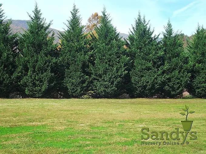 Thuja Green Giant Arborvitae Lot of 4, Quart Pot by GreenHaven Gardens