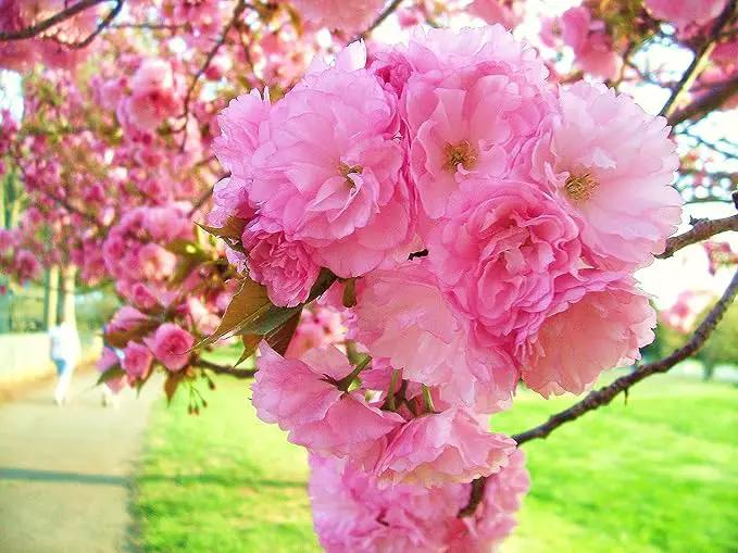 Live Kwanzan Cherry Blossom Tree – 8-12" Tall, Ornamental Pink Flowers by GreenHaven Gardens