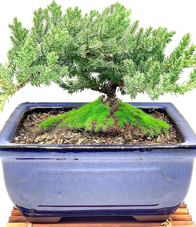 Live Dwarf Juniper Bonsai Tree 7 Year Old with Hand-Made Bamboo Stand | Juniper or Jade Bonsai Tree | Indoor/Outdoor | 100% Handcrafted| Home and Office Décor | Best Gift for Holiday by GreenHaven Gardens