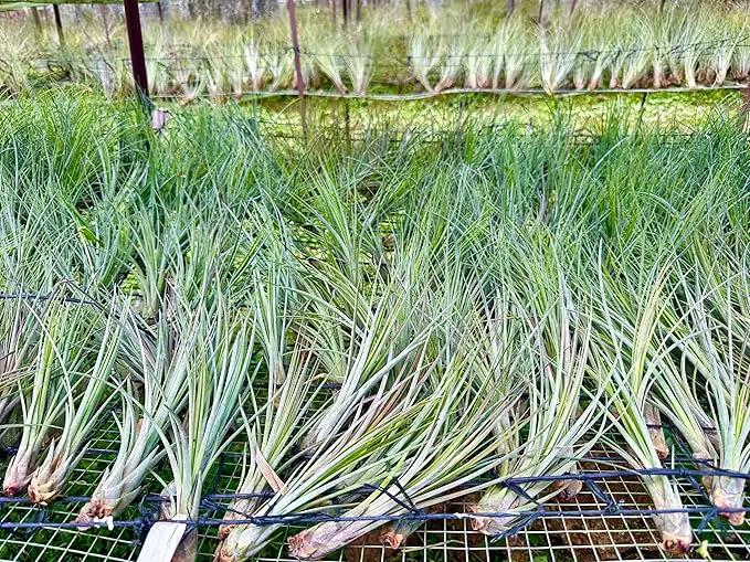 Air Plants Bulk - Tillandsia Juncea Wholesale, Jumbo 8-12" - 30ct - Live Arrival Guaranteed - House Plants for Home Decor & Gift by GreenHaven Gardens