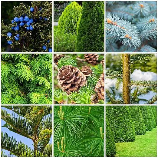Fertilizer Spikes for Evergreen Trees & Shrubs (24 Spikes - 6.0 Lbs) by GreenHaven Gardens