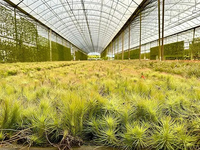 Air Plants - Tillandsia Funckiana, Large 5" - 3ct - Live Arrival Guaranteed - House Plants for Home Decor & Gift by GreenHaven Gardens