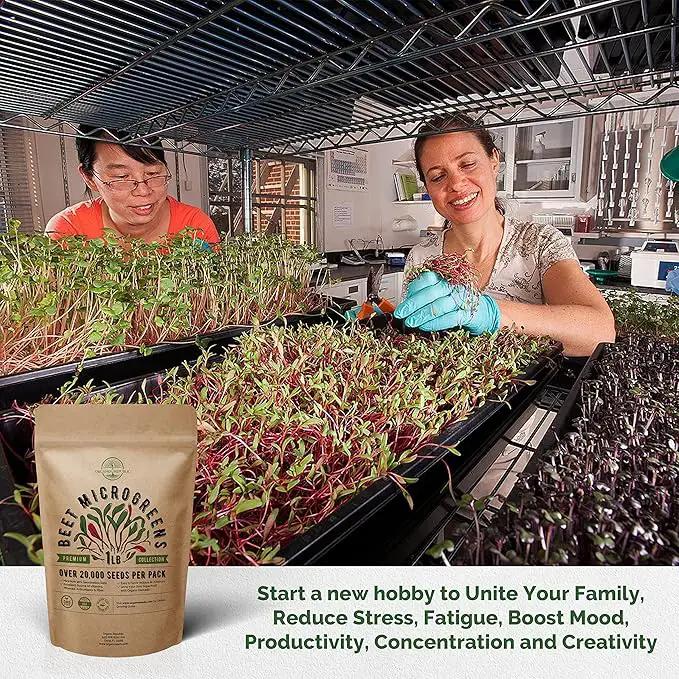 Organo Republic Beet Sprouting & Microgreens Seeds - 20,000 Non GMO Heirloom Seeds, Sprouts in Bulk 1lb Resealable Bag for Planting and Growing in Soil, Coconut Coir, Aeroponic & Hydroponic System by GreenHaven Gardens