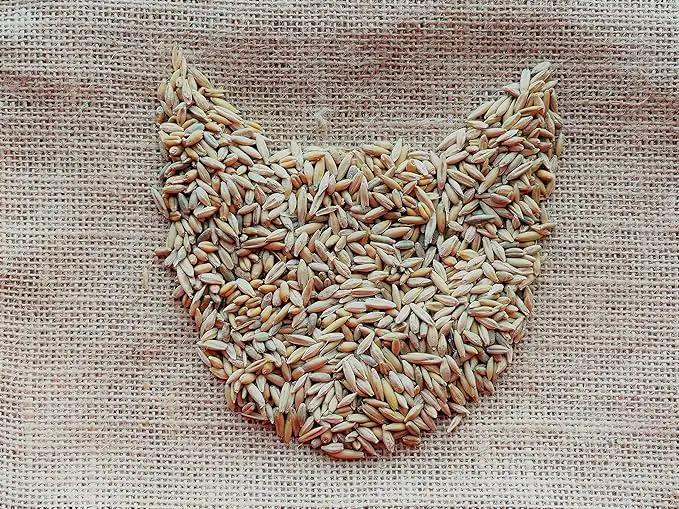 Simple Cat Grass Blend, 100% US Organic, 4 Popular Seeds: Wheat, Barley, Oats, and Rye Mix Combo, Show Your Love with a Healthy Pet Snack Treat (4 Ounce (~3200 Seeds)) by GreenHaven Gardens