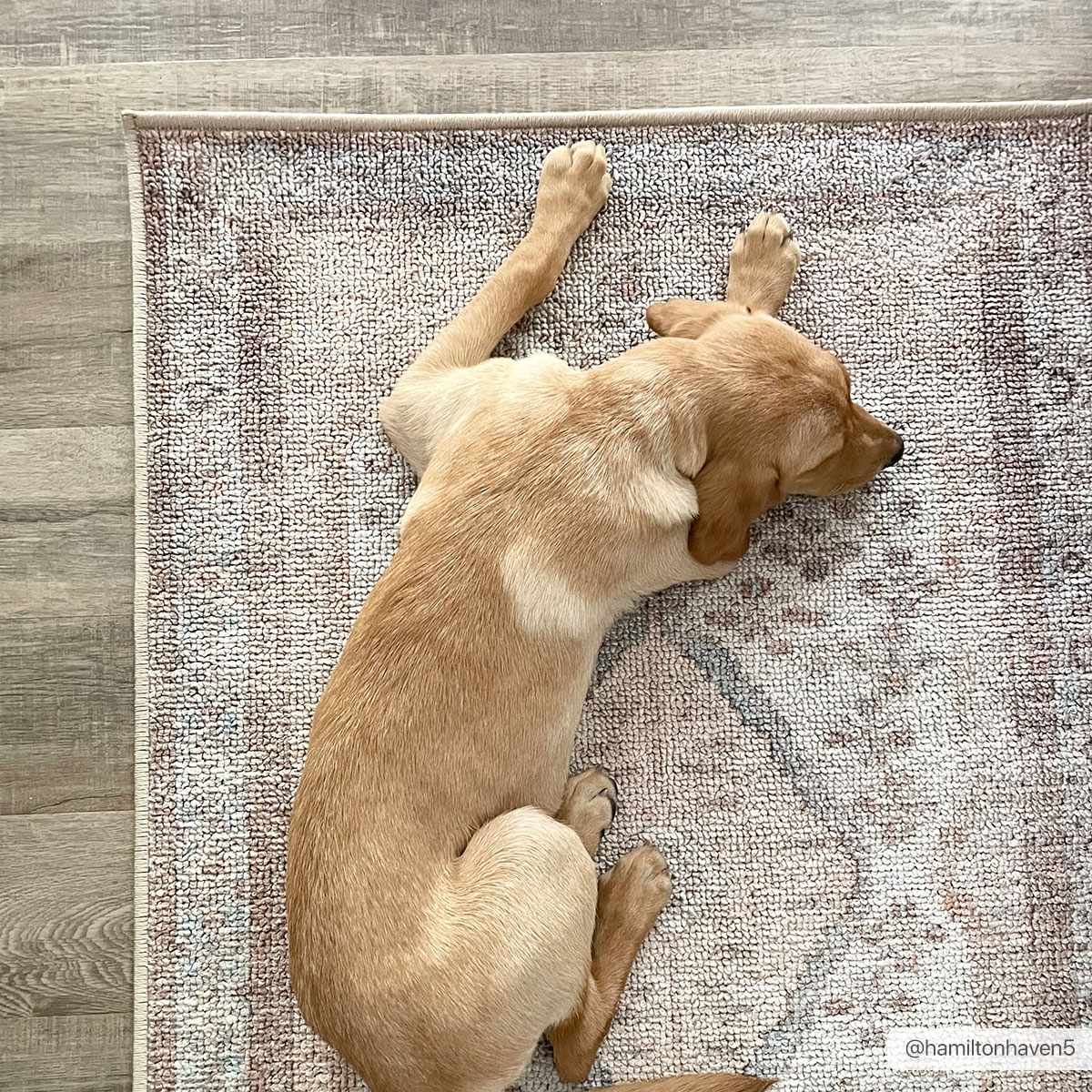 Analu Non-Slip Washable Rug by Boutique Rugs