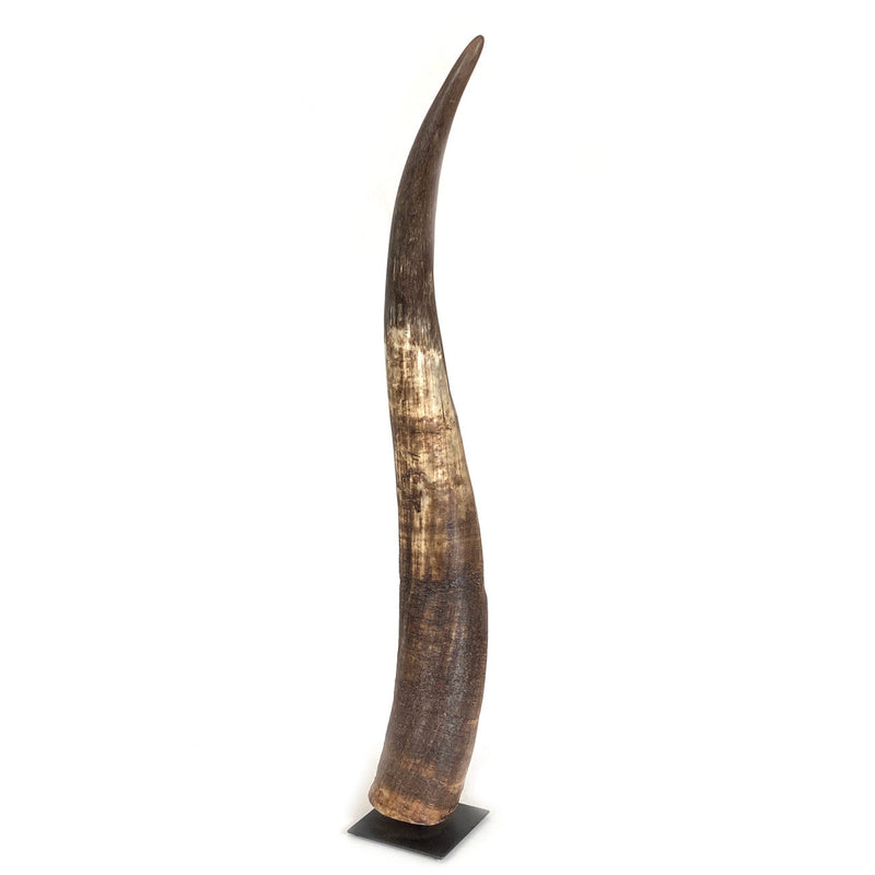 Decorative N'dama Horn, photo 3 of 4