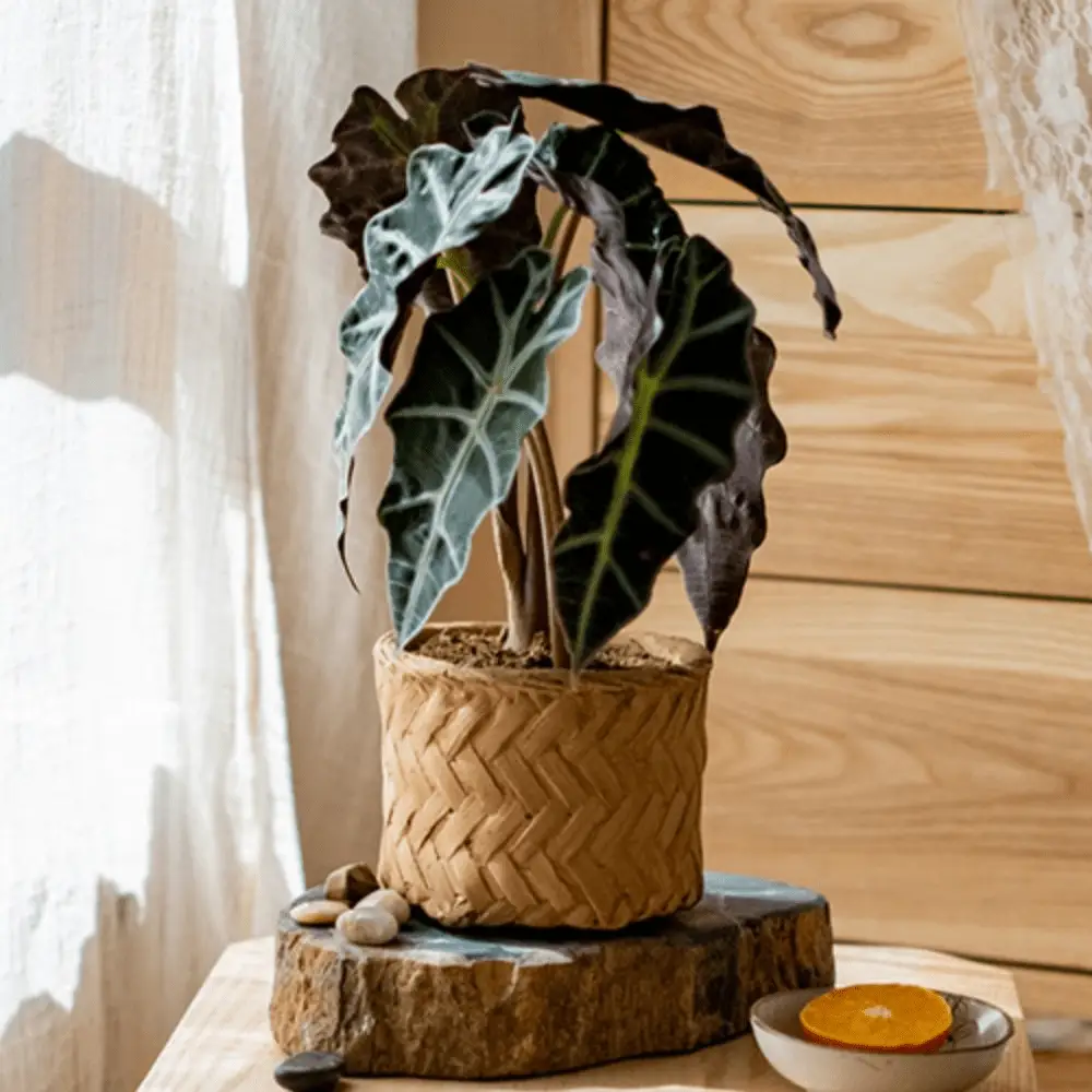Bamboo Looking Cement Planter by RusticReach