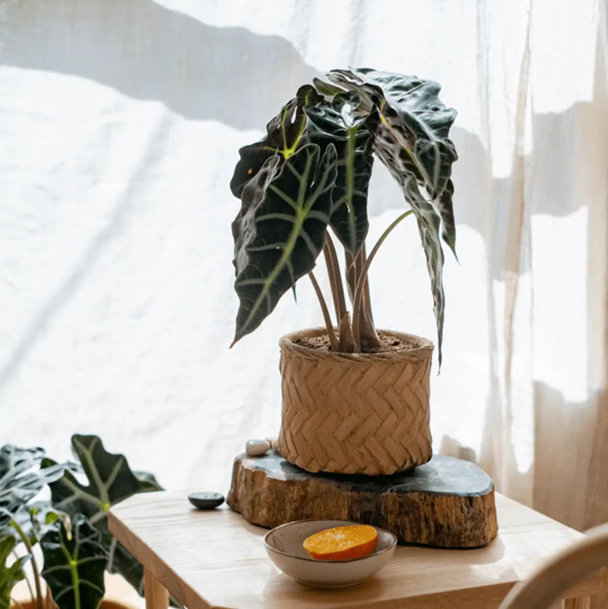Bamboo Looking Cement Planter by RusticReach