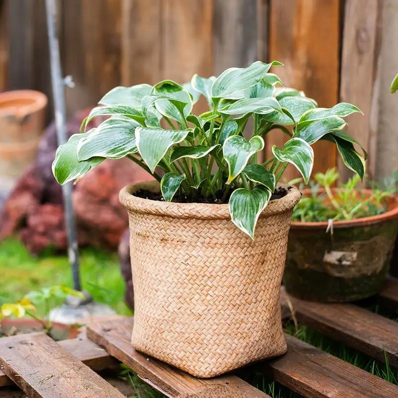 Basket Style Concrete Planter by RusticReach