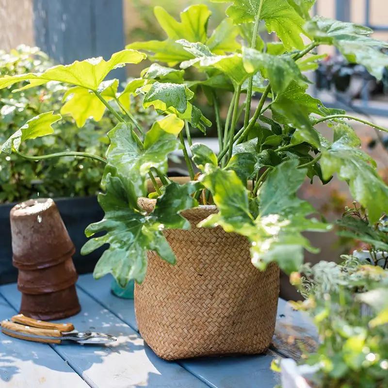 Basket Style Concrete Planter by RusticReach