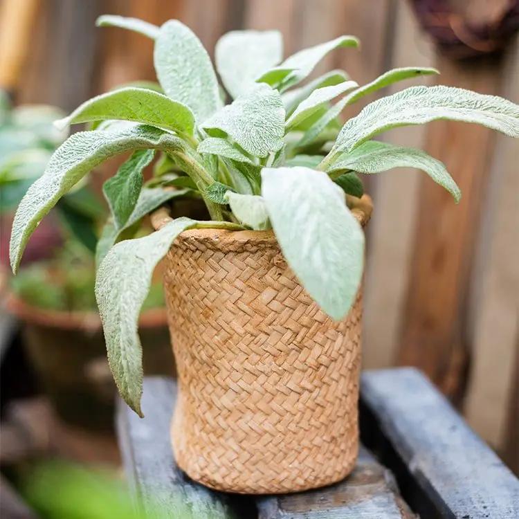 Basket Style Concrete Planter by RusticReach