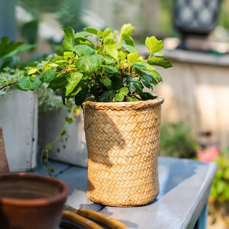 Basket Style Concrete Planter by RusticReach