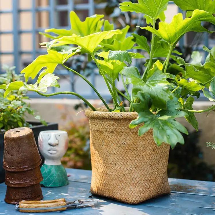 Basket Style Concrete Planter by RusticReach