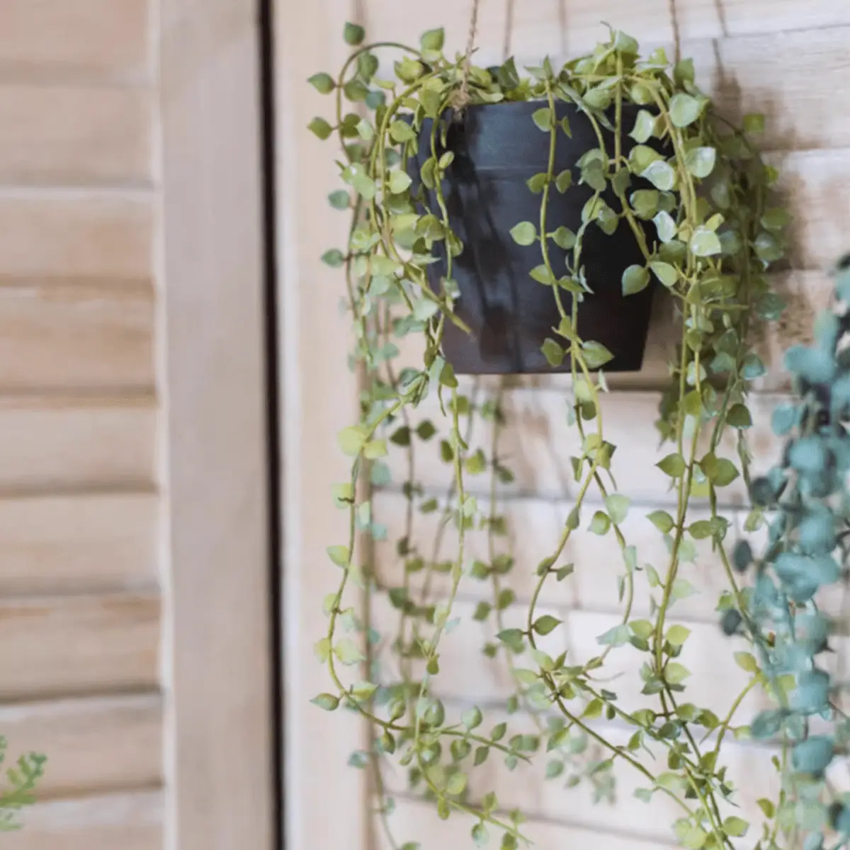 Hanging Faux Ceropegia Vine in Pot by RusticReach