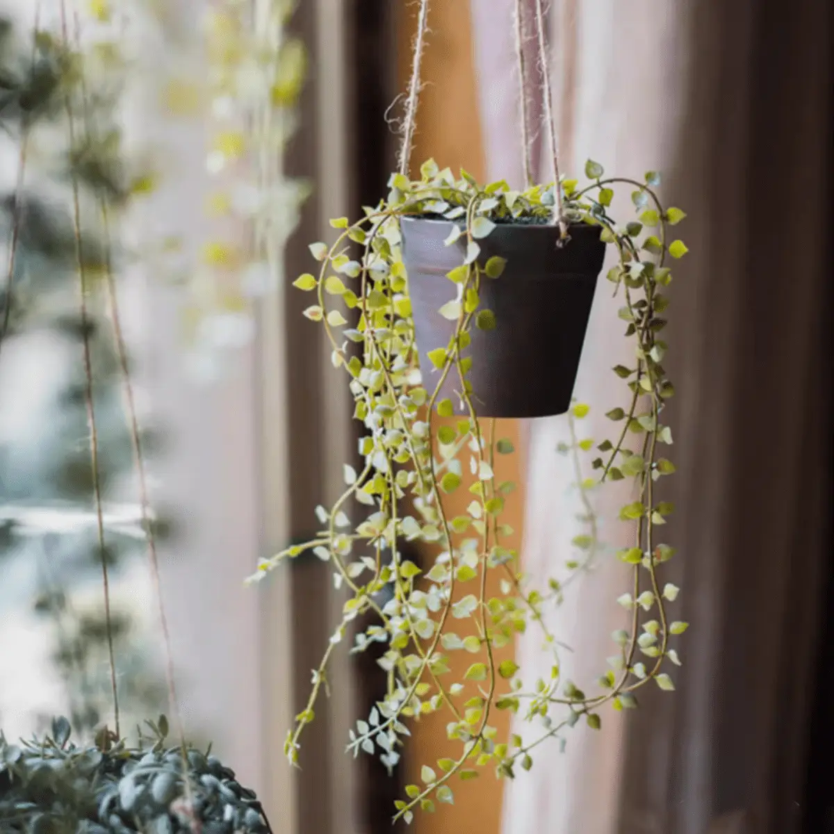 Hanging Faux Ceropegia Vine in Pot by RusticReach