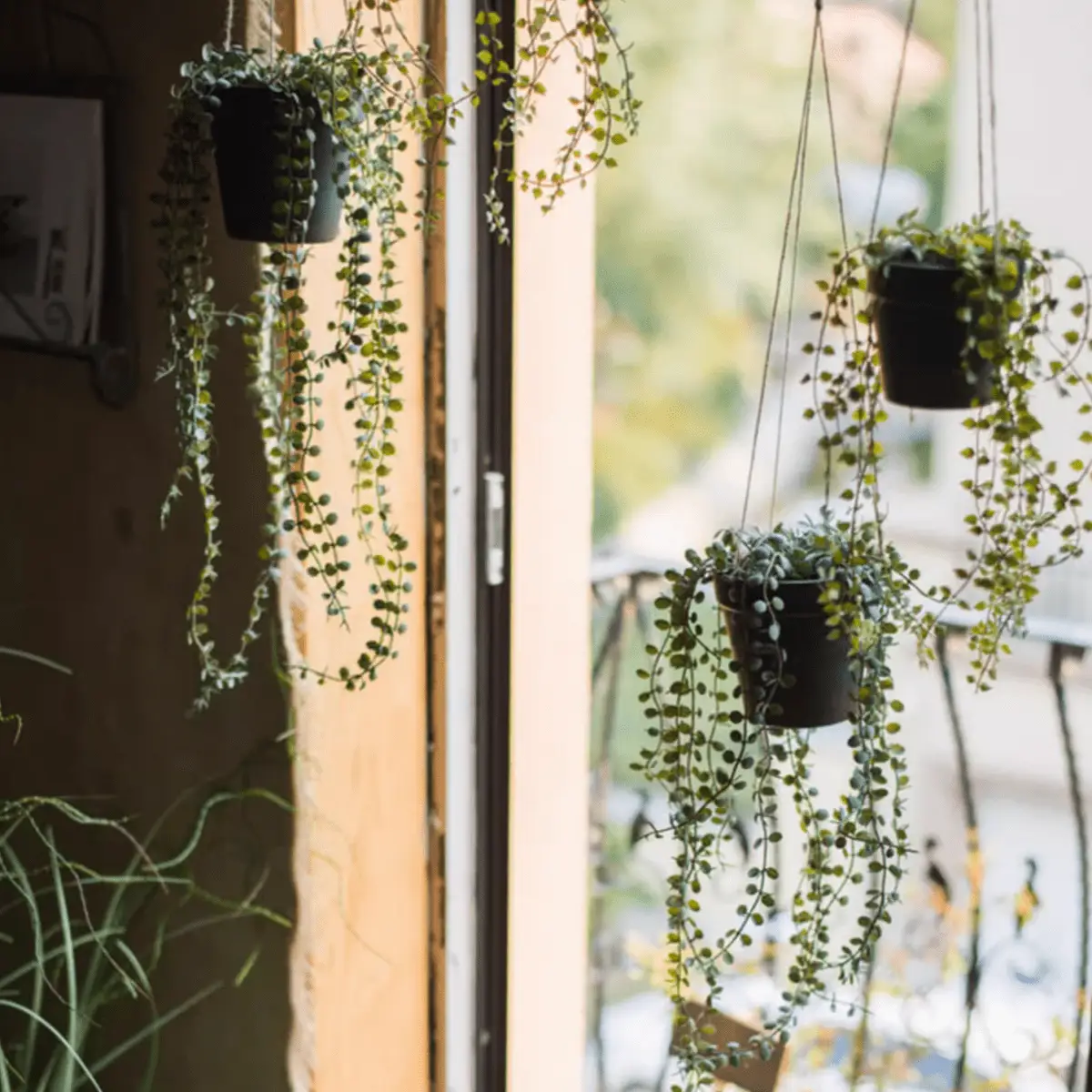 Hanging Faux Ceropegia Vine in Pot by RusticReach