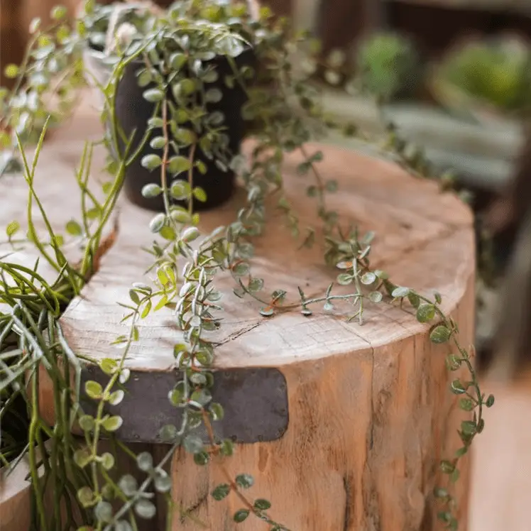 Hanging Faux Ceropegia Vine in Pot by RusticReach