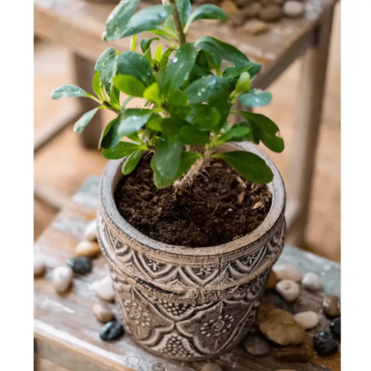 Classic Element Art Planter Clay Flowerpot by RusticReach