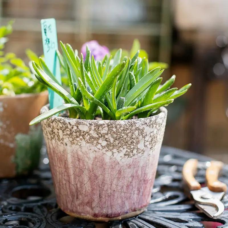 Colorful Terracotta Pot by RusticReach