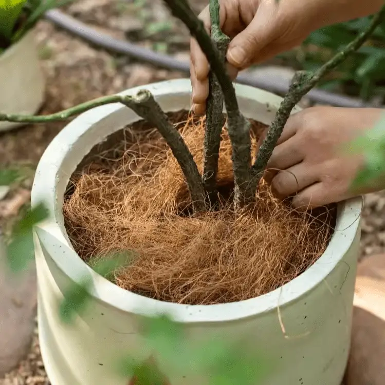 Coconut Fiber Pot Soil Surface Decoration Padding Material Set of 3 by RusticReach