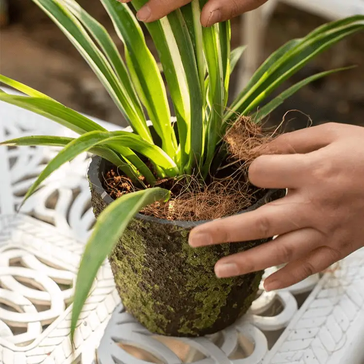 Coconut Fiber Pot Soil Surface Decoration Padding Material Set of 3 by RusticReach