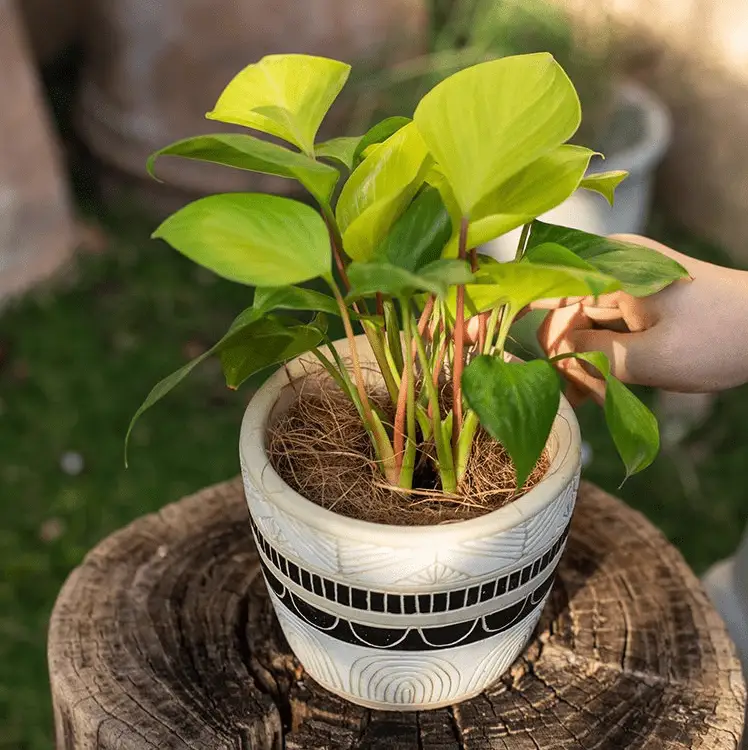 Coconut Fiber Pot Soil Surface Decoration Padding Material Set of 3 by RusticReach