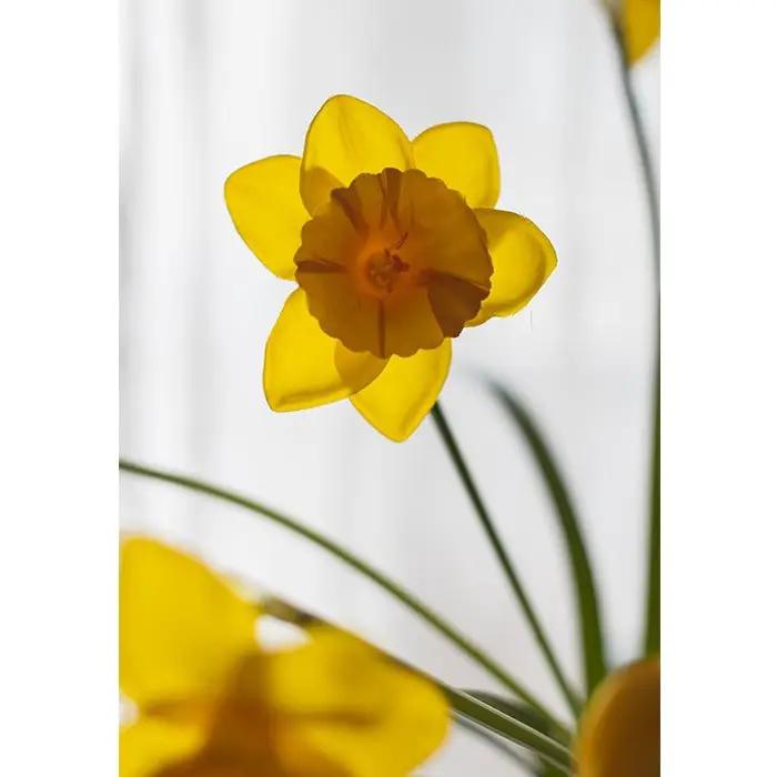 Artificial Silk Yellow Faux Daffodil Flower Stem 19" Tall by RusticReach