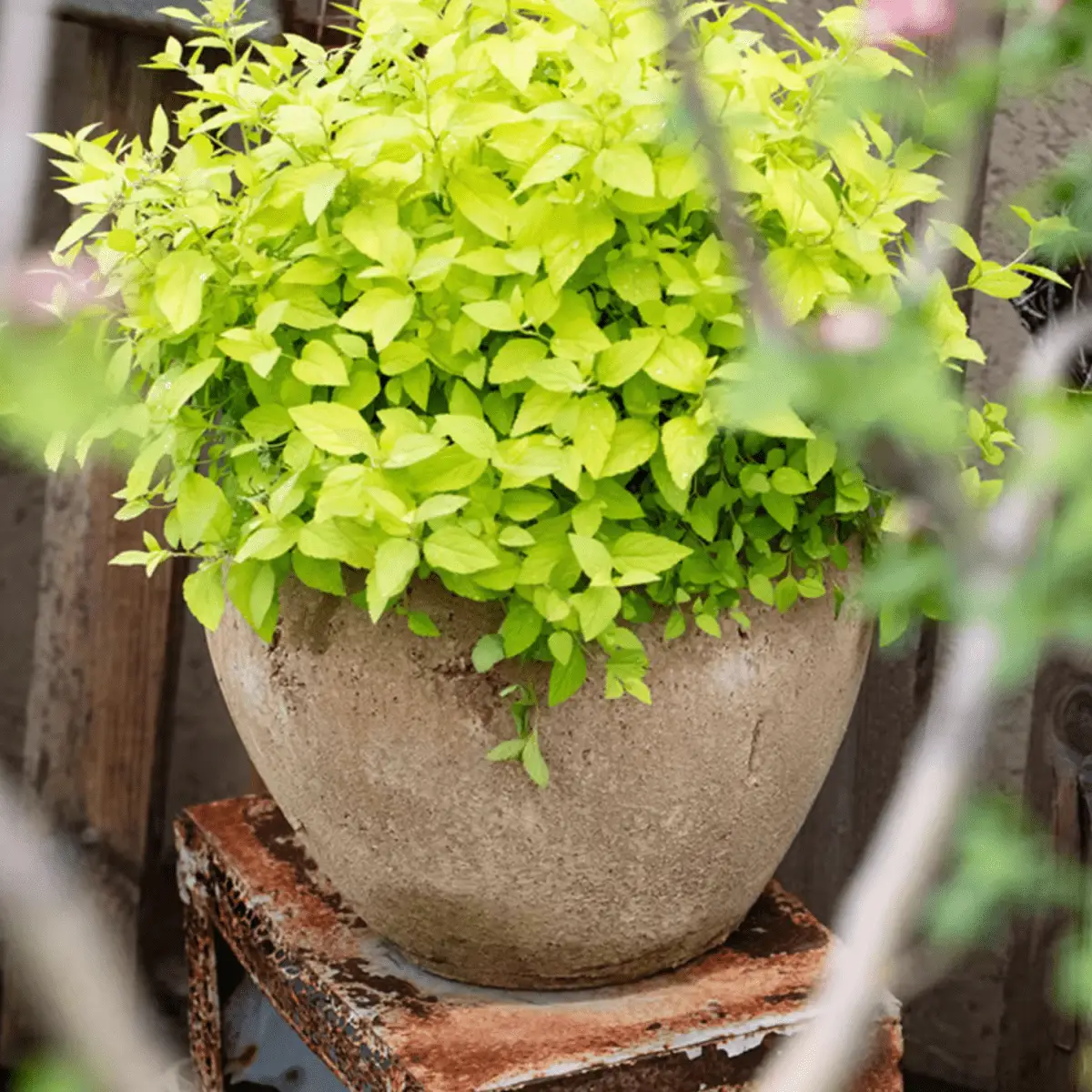 Distressed Cement Plant Pot by RusticReach