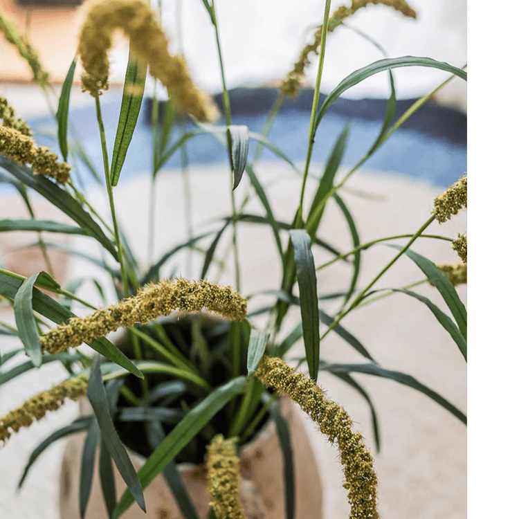 Three-Headed Dogtail Grass Stem 39" Tall by RusticReach