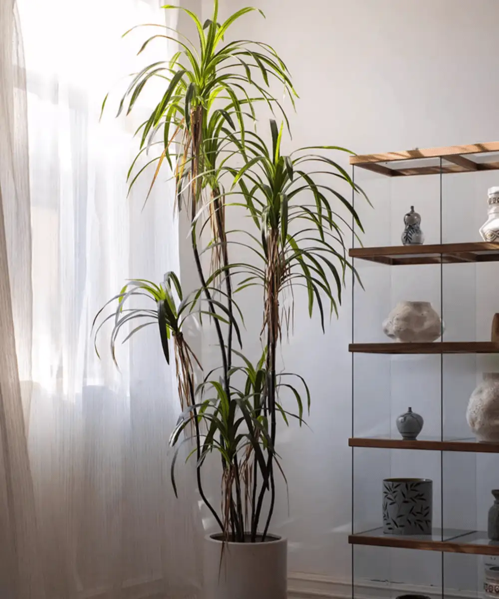 Artificial Dracaena Tree by RusticReach