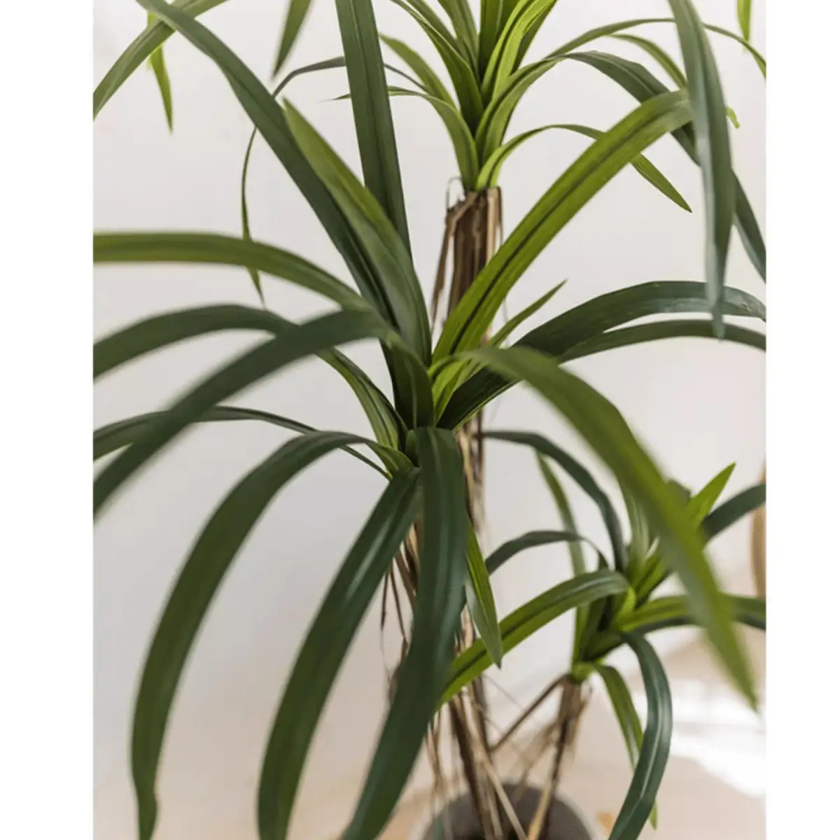 Artificial Dracaena Tree by RusticReach