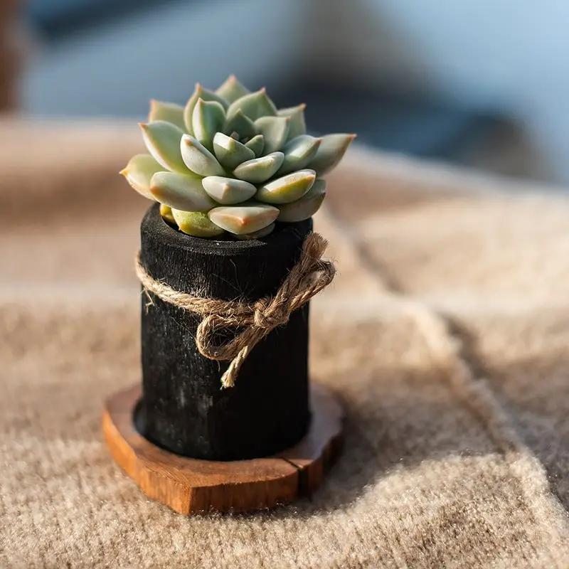 Desktop Charcoal Planter Wood Tray by RusticReach